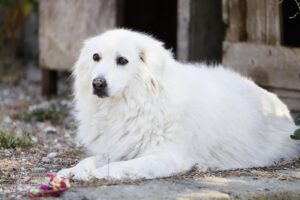 Abbandono dei cani nei periodi di vacanza