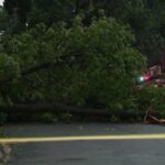 Usa, tornado fa crollare gli alberi sulle abitazioni: cinque feriti