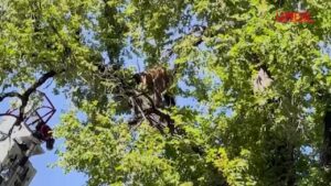 Utah, orso catturato dopo una caduta da un albero di 15 metri