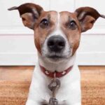 Sabato a Roma il primo “Dog Lovers Day” dedicato alla salute degli animali
