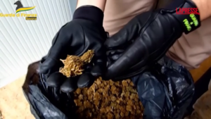 Savona, producevano hashish e marijuana: 4 arresti