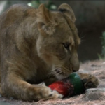 Città del Messico, ghiaccioli di carne per i leoni allo zoo