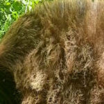 L’Aquila, trovato orso morto in località Montagna Spaccata