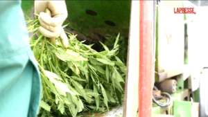 Spagna, operazione antidroga della Guardia civil: trovate 230 piante di marijuana