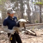 Messico, caldo record e siccità: animali si rinfrescano con aria condizionata