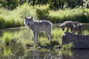 Trentino, 11 lupi morti per investimenti e due per bracconaggio nel 2023