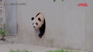 Cina, prima apparizione pubblica del panda Fu Bao