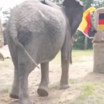 Euro 2024, ecco il pronostico dell’elefante Bubi: esordio ok per la Germania
