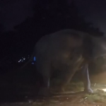 Thailandia, il raro parto gemellare di un’elefantessa