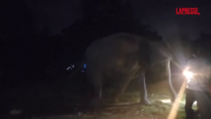 Thailandia, il raro parto gemellare di un’elefantessa