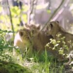 Londra, tre cuccioli di leone conquistano i visitatori dello zoo