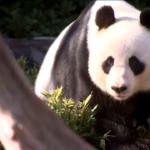 Australia, premier cinese va a trovare i panda Wang Wang e Fu Ni ad Adelaide