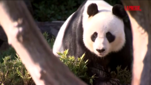 Australia, premier cinese va a trovare i panda Wang Wang e Fu Ni ad Adelaide