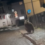 Trentino, orso in paese: Comune Malè chiede “interventi risolutivi”