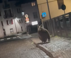Trentino, orso in paese: Comune Malè chiede “interventi risolutivi”