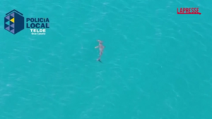 Isole Canarie, avvistato grande squalo martello: il filmato del drone
