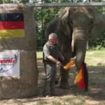 Euro2024, l’elefante Bubi pronostica la vittoria della Germania sull’Ungheria