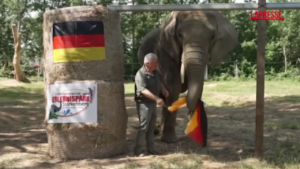 Euro2024, l’elefante Bubi pronostica la vittoria della Germania sull’Ungheria