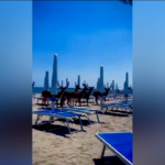Ferrara, branco di daini a passeggio sulle spiagge di Comacchio: il video  virale
