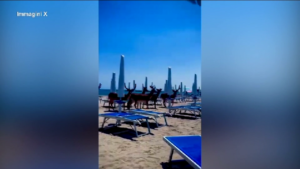 Ferrara, branco di daini a passeggio sulle spiagge di Comacchio: il video  virale