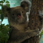Usa, due koala fanno il loro debutto allo zoo di Chicago
