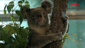 Usa, due koala fanno il loro debutto allo zoo di Chicago