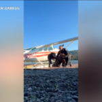 Alaska, cucciolo di alce bloccato nel molo: il video del salvataggio