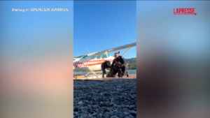 Alaska, cucciolo di alce bloccato nel molo: il video del salvataggio
