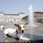 Caldo, appello Aidaa: “Non lasciate i cani sul balcone”