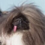 Il cane più brutto del mondo è un pechinese, ecco Wild Thang