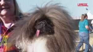 Il cane più brutto del mondo è un pechinese, ecco Wild Thang