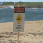 Hawaii, bagnino muore attaccato da uno squalo