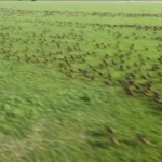 Africa, sei milioni di antilopi in viaggio: in un video la più grande migrazione di mammiferi