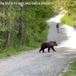 Polonia, turisti sui monti Tatra incontrano un’orsa che passeggia con tre cuccioli
