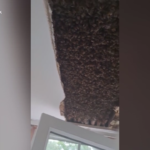 Scozia, 180mila api nel soffitto di una camera: le immagini impressionanti