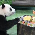Taiwan, il panda Yuan Bao festeggia il suo quarto compleanno