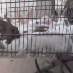 Conigli maltrattati e macellati ancora vivi: ecco come viene prodotta la carne che mangiamo