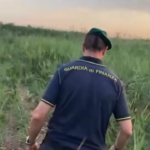 Foggia, scoperta maxi piantagione canapa indiana: proprietari denunciati