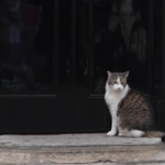 Regno Unito, il gatto Larry attende il nuovo premier a Downing Street