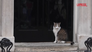 Regno Unito, il gatto Larry attende il nuovo premier a Downing Street