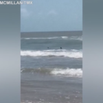 Texas, squali vicinissimi alla riva sull’isola di South Padre