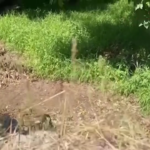 Napoli, fiori e candele per Lucia sul luogo della tragedia