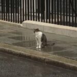 Regno Unito, il gatto Larry presente alla prima riunione del nuovo governo