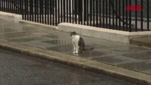 Regno Unito, il gatto Larry presente alla prima riunione del nuovo governo
