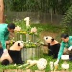 Sud Corea, il primo compleanno di due panda giganti