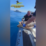 Calabria: rilasciata in mare “Ohana”, esemplare adulto di Caretta Caretta