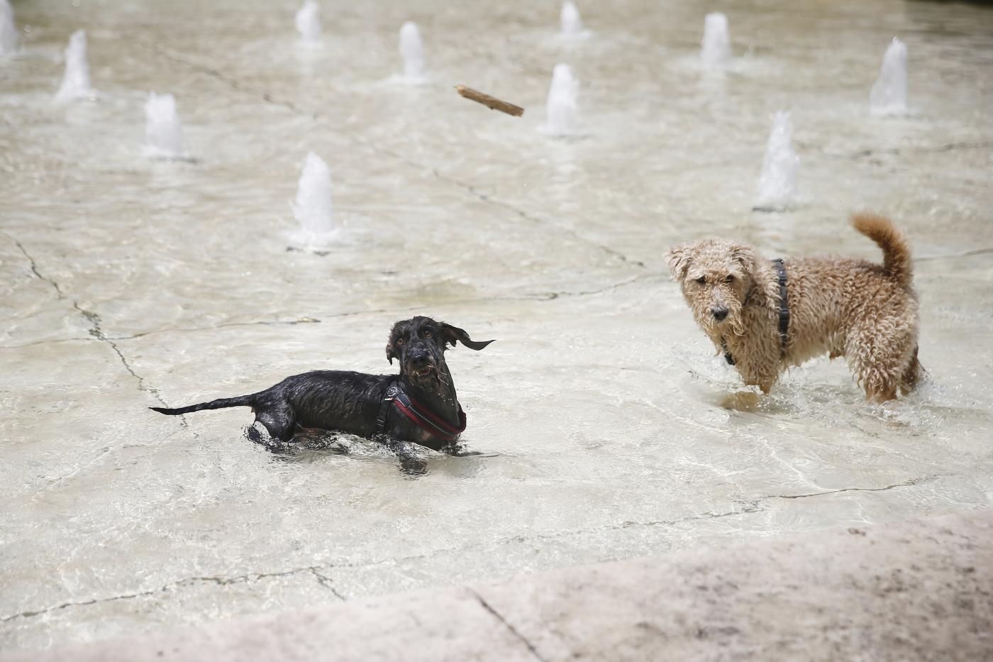 Caldo, dalle scottature al cibo: ecco come proteggere gli animali