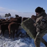 Argentina, la neve in Patagonia minaccia il bestiame: interviene l’esercito