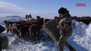 Argentina, la neve in Patagonia minaccia il bestiame: interviene l’esercito