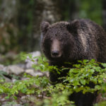 Trentino, turista aggredito e ferito da orso a Dro